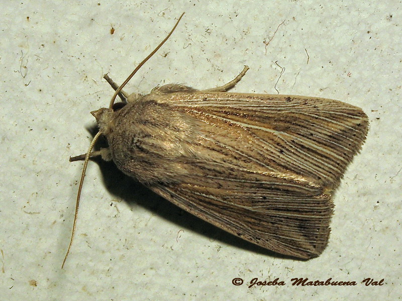 Mythimna impura? No, Mythimna riparia, Noctuidae